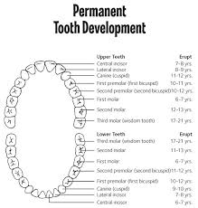 Permanent Tooth Chart Berwyn Dental Connection
