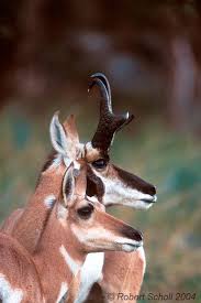 Pronghorn Antelope Buck Doe North American Animals North American Wildlife Large Animals