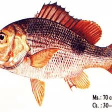 Karena biasanya memancing kakap putih / barramundi ini dilakukan sore atau malam. Gambar 28 Spesies Ikan Kakap Merah Lutjanus Sp Download Scientific Diagram