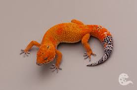 Image result for Selaginella eublepharis