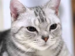 Maybe you would like to learn more about one of these? American Shorthair Grey Cat Pictures Youtube
