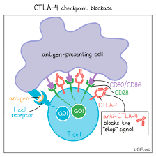 Image result for Immune Checkpoint Inhibitor