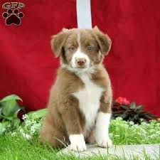 Collie mix puppies for sale in pa. Border Collie Puppies For Sale Greenfield Puppies Border Collie Puppies Border Collie Puppies For Sale Collie Puppies