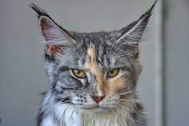 Maine Coon Vs Normal Cat What You Need To Know I Discerning Cat