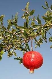 How To Grow Pomegranate Hunker Growing Fruit Trees Pomegranate Tree Care Fruit Plants