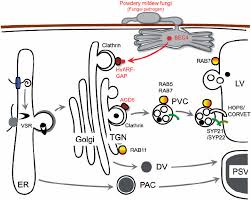 We did not find results for: Vacuolar Trafficking Pathway There Are Several Transport Pathways To Download Scientific Diagram