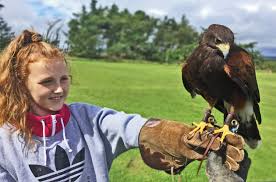 Everything you need to know about controlling & deterring birds while protecting your homes & businesses. Falconry Days Northumberland Bird Of Prey Experience Days