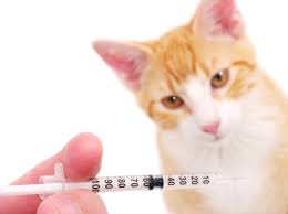 In this video, i talk about the importance of protecting kittens' health through vaccination. Vaccinations Dessau Veterinary Clinic Austin Tx