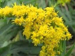 Medicina populară recomandă florile de sânziene pentru tratarea unor afecţiuni des întâlnite la femei, iar ceaiul de flori de sânziene este cuprins în farmacia verde. Floare De SanzianÄƒ Boris Ioachim Youtube