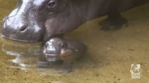 Let's play this game, let your baby fall in love with a bath~ mouse click or tap to play. Baby Pygmy Hippo In Australia Makes His 1st Public Splash Abc News