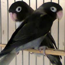How To Care For A Lovebird Love Birds Pet African Lovebirds Colorful Birds