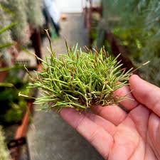 Image result for Xyris capillaris