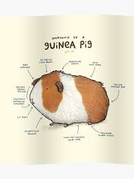 Pin On Guinea Pig Info