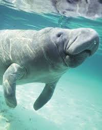Pin By Kitterman Woods Apartments On Vero Beach Manatee Sea Mammal Clearwater Marine Aquarium