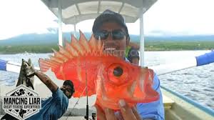 Karena seperti yang telah kita ketahui bersama, tidak semua jenis ikan yang berada dilautan dapat kita konsumsi. Cantik Mempesonanya Ikan Laut Dalam Mancing Liar 23 4