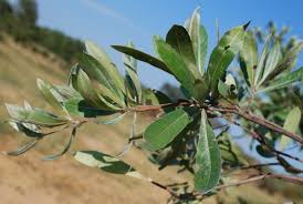 Image result for Terminalia sericea