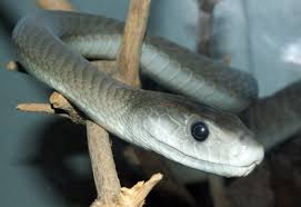 Venomous animals account for a large number of deaths and the actual number may be much larger. Black Mamba Wikipedia