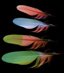 Symbolic Meaning Of Feathers On Whats Your Sign