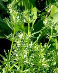 Image result for Galium spurium