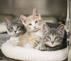 Siberians are low allergen cats so most people with mild to moderate cat. Spay Neuter Services Animal Humane Society