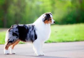 Our kennel has been inspected and approved by the american kennel club! Good Breeder Faithwalk Aussies American Shepherd Australian Shepherd Miniature American Shepherd