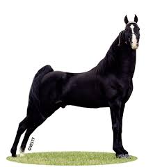 Get great deals on ebay! Colors Markings Twhbea