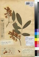 Image result for Craibia grandiflora