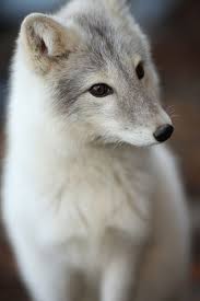 Roxy The Gray Fox Near Bloomington Illinois Cute Animals Animals Beautiful Animal Pictures