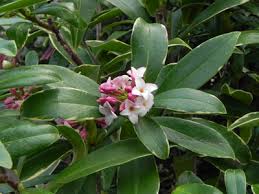 #winterflower #winterplant #flower #flowerplants(part 1 winter flower)there is a lot of varieties of flowers that grow in winter, that is why we cannot tell. Planting Winter Flowering Shrubs And Perennials Garden World