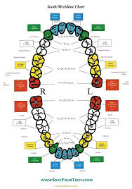 tooth meridian chart this is so fascinating now as i am