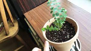 The type that is usually referred to for the home gardener, is e. How To Take Care Of Baby Eucalyptus Trees Youtube