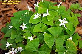 Image result for Oxalis obliquifolia