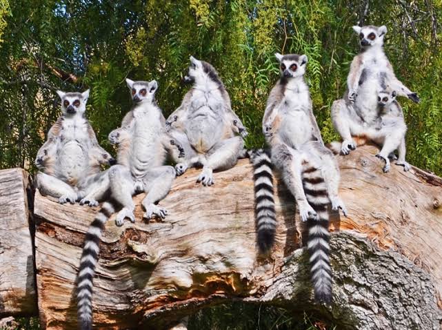 Ring-tailed lemur - BIOPARC Valencia animal sheets