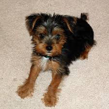 Black And Brown Yorkie Mix Yorkie Cairn Terrier Mix Hunde Futter Hausgemachtes Hundefutter Hunde