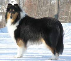 Black And White Rough Collie Puppy Beautiful Collie Eden Sheep Dog Puppy Rough Collie Collie Puppies
