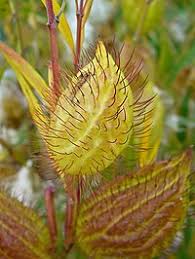 Image result for Gomphocarpus semilunatus