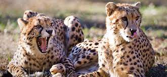 All About The Cheetah Physical Characteristics Seaworld Parks Entertainment Cheetah Wallpaper Cute Animals Wild Cats