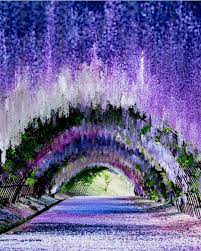 Wisteria Tunnel Kawachi Fuji Gardens Japan Picture By Puraten10 Earthroulette For A Fe Beautiful Landscapes Nature Pictures Wisteria Garden