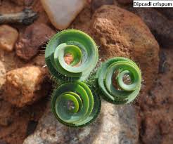 Image result for Dipcadi