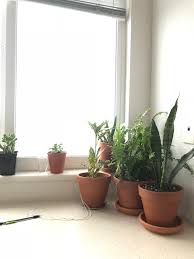 This is a great groundcover for the beach, since it takes the salt as well as any margarita. West Facing Window Plants