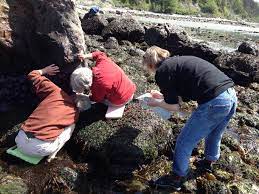 Physical Characteristics of Black Spot and Wasting Disease in Urchins