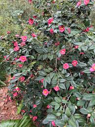 Image result for Cyclocarpa