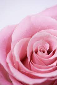Sweet Unique Rose Rose Unique Roses Flower Catalogs