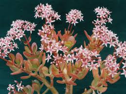 This species of flowering succulents blooms spectacularly. Crassula Ovata Pink Beauty Pink Jade Plant World Of Succulents