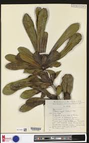 Image result for Sarcophrynium prionogonium