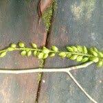 Image result for Antidesma vogelianum