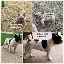 French Bulldog Litter Frenchieforsale Frenchie4sale Frenchbulldogforsale Frenchbulldog Frenchiebull French Bulldog French Bulldog Puppies Bulldog Puppies