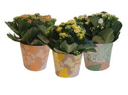 Image result for Kalanchoe rosalina