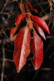 Image result for Combretum padoides