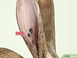 Image result for scabies rabbits ears